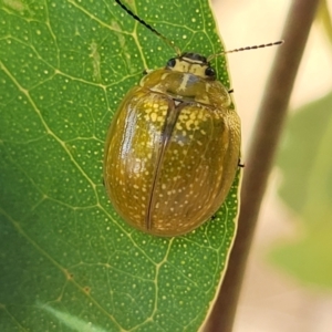 Paropsisterna cloelia at Stromlo, ACT - 17 Feb 2022 04:06 PM