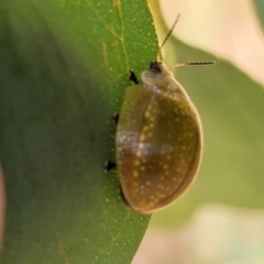 Paropsisterna cloelia at Stromlo, ACT - 17 Feb 2022 04:06 PM