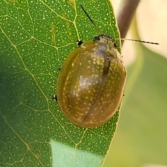 Paropsisterna cloelia at Stromlo, ACT - 17 Feb 2022 04:06 PM