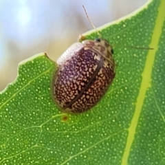 Paropsisterna decolorata (A Eucalyptus leaf beetle) at Stromlo, ACT - 17 Feb 2022 by tpreston