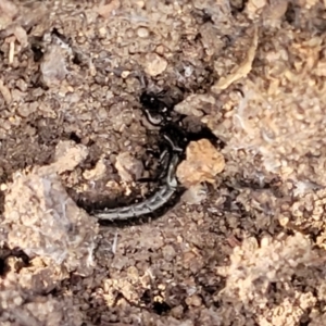 Staphylinidae (family) at Stromlo, ACT - 17 Feb 2022 04:39 PM