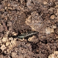 Staphylinidae (family) at Stromlo, ACT - 17 Feb 2022 04:39 PM