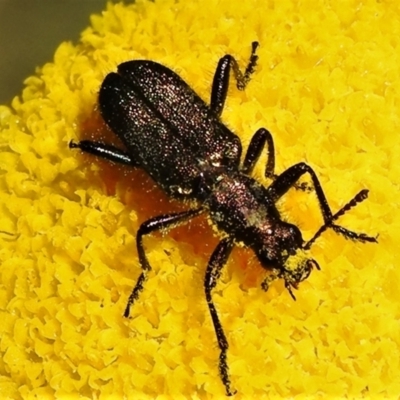 Eleale aspera (Clerid beetle) at Cotter River, ACT - 16 Feb 2022 by JohnBundock