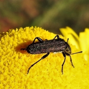 Eleale aspera at Cotter River, ACT - 16 Feb 2022