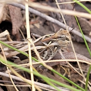 Oedaleus australis at Stromlo, ACT - 17 Feb 2022