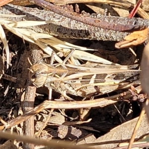 Oedaleus australis at Stromlo, ACT - 17 Feb 2022