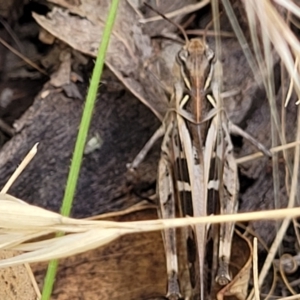 Oedaleus australis at Stromlo, ACT - 17 Feb 2022