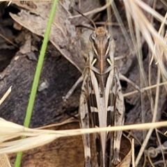 Oedaleus australis at Stromlo, ACT - 17 Feb 2022