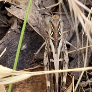 Oedaleus australis at Stromlo, ACT - 17 Feb 2022 04:41 PM