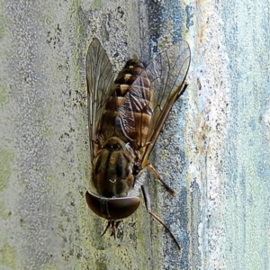 Tabanidae (family) at Crooked Corner, NSW - 17 Feb 2022