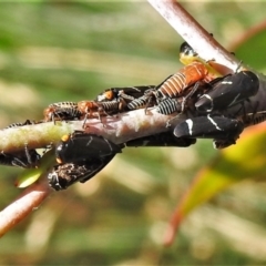 Eurymeloides bicincta (Gumtree hopper) at Cotter River, ACT - 15 Feb 2022 by JohnBundock