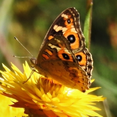 Junonia villida (Meadow Argus) at Cotter River, ACT - 15 Feb 2022 by JohnBundock