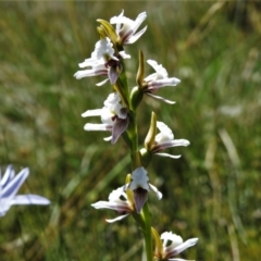 Paraprasophyllum alpestre (Mauve leek orchid) at Cotter River, ACT - 16 Feb 2022 by JohnBundock