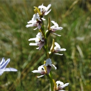 Paraprasophyllum alpestre at Cotter River, ACT - suppressed