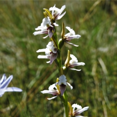 Paraprasophyllum alpestre (Mauve leek orchid) at Cotter River, ACT - 16 Feb 2022 by JohnBundock