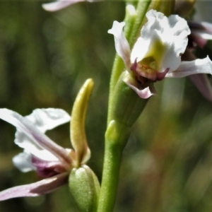 Paraprasophyllum alpestre at Cotter River, ACT - suppressed