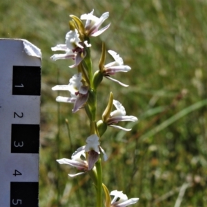 Paraprasophyllum alpestre at Cotter River, ACT - suppressed