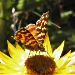 Chrysolarentia chrysocyma at Cotter River, ACT - 16 Feb 2022