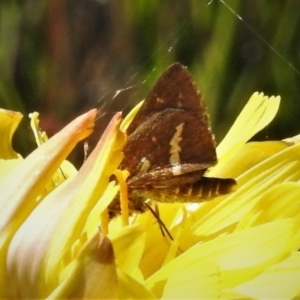 Taractrocera papyria at Cotter River, ACT - 16 Feb 2022 11:26 AM