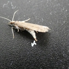 Faveria tritalis (Couchgrass Webworm) at McKellar, ACT - 13 Feb 2022 by Birdy