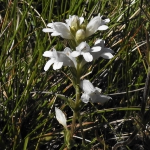 Euphrasia collina subsp. speciosa at Cotter River, ACT - 16 Feb 2022 11:29 AM