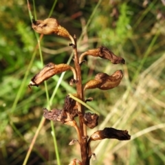 Gastrodia sp. (Potato Orchid) at Cotter River, ACT - 16 Feb 2022 by JohnBundock