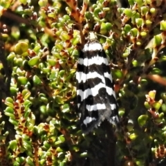 Technitis amoenana (A tortrix or leafroller moth) at Cotter River, ACT - 16 Feb 2022 by JohnBundock