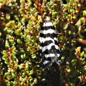 Technitis amoenana at Cotter River, ACT - 16 Feb 2022