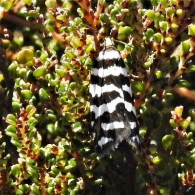 Technitis amoenana (A tortrix or leafroller moth) at Cotter River, ACT - 16 Feb 2022 by JohnBundock