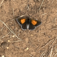 Lucia limbaria (Chequered Copper) at Molonglo Valley, ACT - 17 Feb 2022 by SimoneC