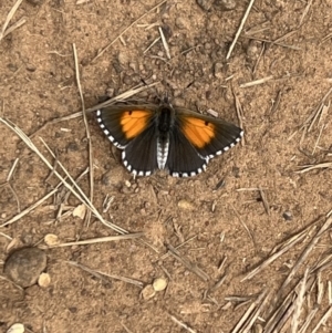 Lucia limbaria at Molonglo Valley, ACT - 17 Feb 2022