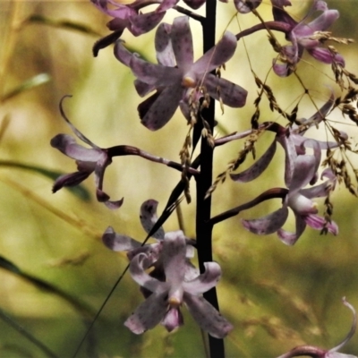 Dipodium roseum (Rosy Hyacinth Orchid) at Cotter River, ACT - 16 Feb 2022 by JohnBundock