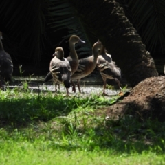 Dendrocygna eytoni (Plumed Whistling-Duck) at Annandale, QLD - 7 Nov 2021 by TerryS
