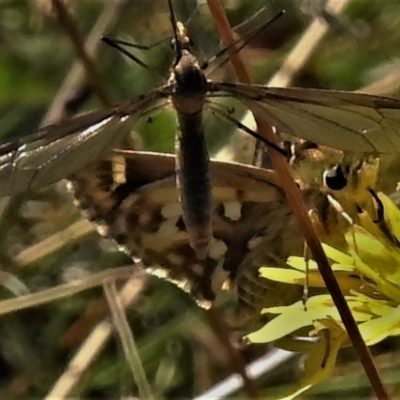 Atkinsia dominula (Two-brand grass-skipper) at Cotter River, ACT - 16 Feb 2022 by JohnBundock