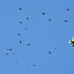 Rhyothemis princeps (Sapphire Flutterer) at Annandale, QLD - 7 Nov 2021 by TerryS