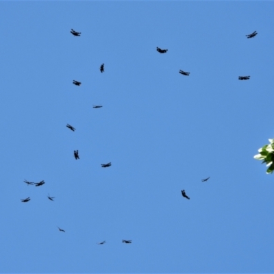 Rhyothemis princeps (Sapphire Flutterer) at Annandale, QLD - 7 Nov 2021 by TerryS