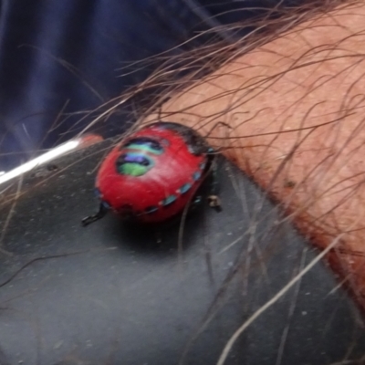 Choerocoris paganus (Ground shield bug) at Molonglo Valley, ACT - 16 Feb 2022 by AndyRussell