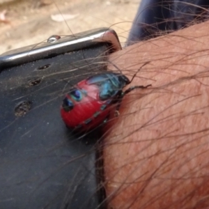 Choerocoris paganus at Molonglo Valley, ACT - 17 Feb 2022