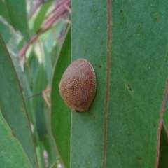 Paropsis atomaria (Eucalyptus leaf beetle) at Molonglo Valley, ACT - 17 Feb 2022 by AndyRussell