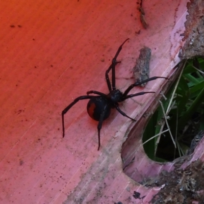 Latrodectus hasselti (Redback Spider) at Molonglo Valley, ACT - 16 Feb 2022 by AndyRussell