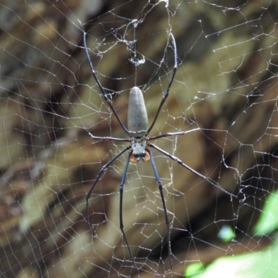 Unidentified Spider (Araneae) at Annandale, QLD - 7 Nov 2021 by TerryS