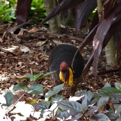 Alectura lathami (Australian Brush-turkey) at Annandale, QLD - 7 Nov 2021 by TerryS