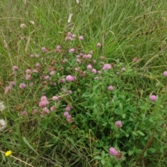 Trifolium hirtum (Rose Clover) at Molonglo Valley, ACT - 17 Feb 2022 by AndyRussell