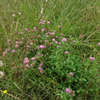 Trifolium hirtum (Rose Clover) at Molonglo Valley, ACT - 17 Feb 2022 by AndyRussell