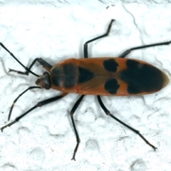 Physopelta australis (A bordered plant bug) at Ainslie, ACT - 15 Feb 2022 by jb2602