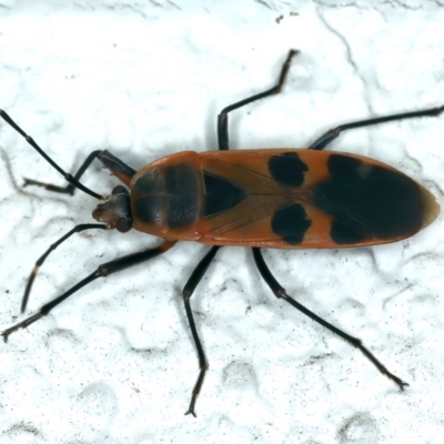 Physopelta australis (A bordered plant bug) at Ainslie, ACT - 15 Feb 2022 by jb2602