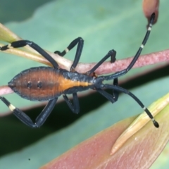 Amorbus sp. (genus) (Eucalyptus Tip bug) at Yarrangobilly, NSW - 14 Feb 2022 by jb2602