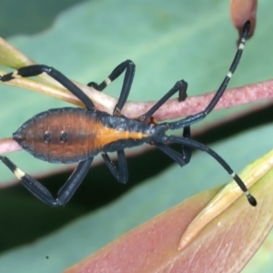 Amorbus sp. (genus) at Yarrangobilly, NSW - 14 Feb 2022 12:40 PM