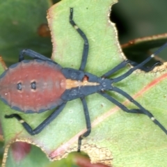 Amorbus sp. (genus) at Yarrangobilly, NSW - 14 Feb 2022 12:40 PM