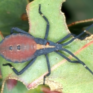 Amorbus sp. (genus) at Yarrangobilly, NSW - 14 Feb 2022 12:40 PM